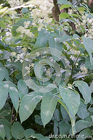 Elk clover, Aralia californica, leaves and white-green flowers Stock Photo